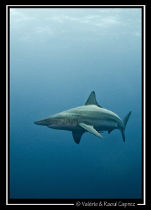 A Black tip shark's apparition. Nice encounter ! by Raoul Caprez 
